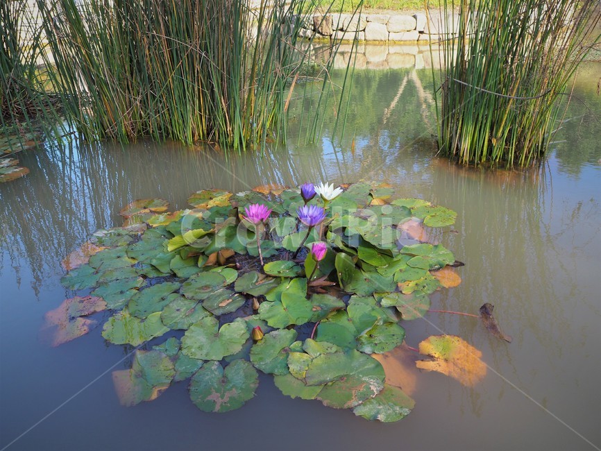 대구수목원,nature,자연,outdoors,물,water,연꽃,물가,연못