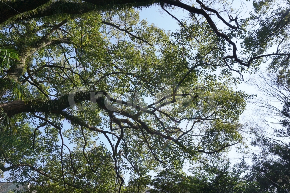 나무,일본,초록색,숲,녹색,갈색,하늘,올려다본,파랑색,나뭇가지,식물,자연,plants,nature
