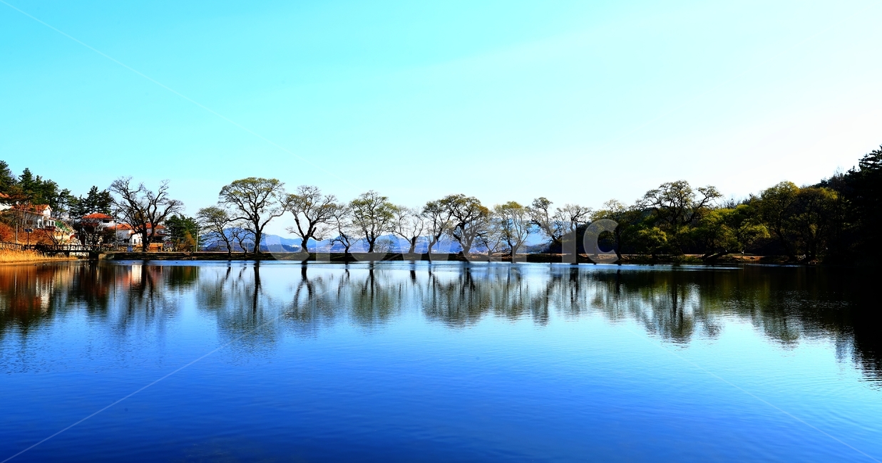 왕버들,반곡지,마을,하늘,저수지,경산,반곡리,물,자연,풍경,nature,landscape,water,outdoors,옥외