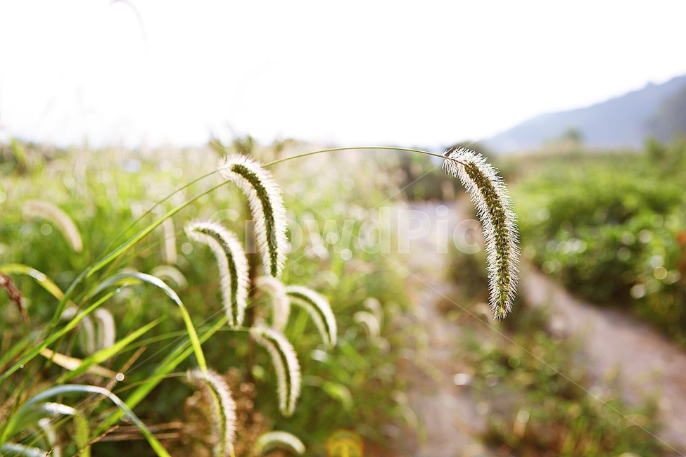 강아지풀,풀,잡초,식물,자연,여름,계절,식물,자연,plants,nature