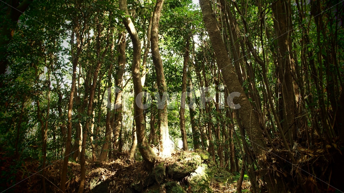 제주도,곶자왈,숲,자연,식물,생태계,여행,풍경,산책,트레킹,나무,자연,풍경,nature,landscape,식물,plants,나무,trees,wood,vegetation,초목,plant,woodland,삼림지,forest,tree,outdoors,옥외,land,땅,grove,작은 숲