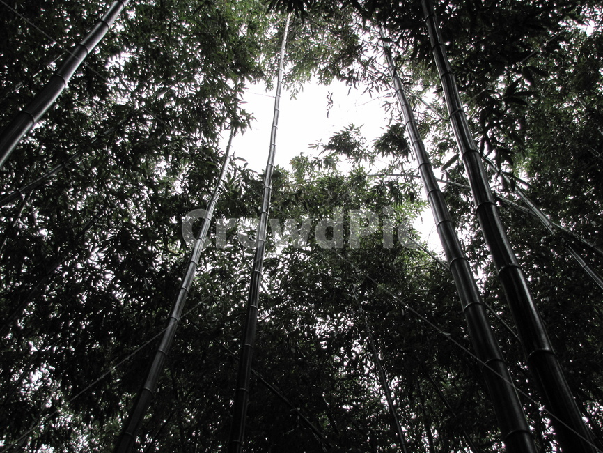 대나무,대나무숲,숲,식물,plant,bamboo,forest,green,하늘,식물,자연,plants,nature,나무,trees,wood
