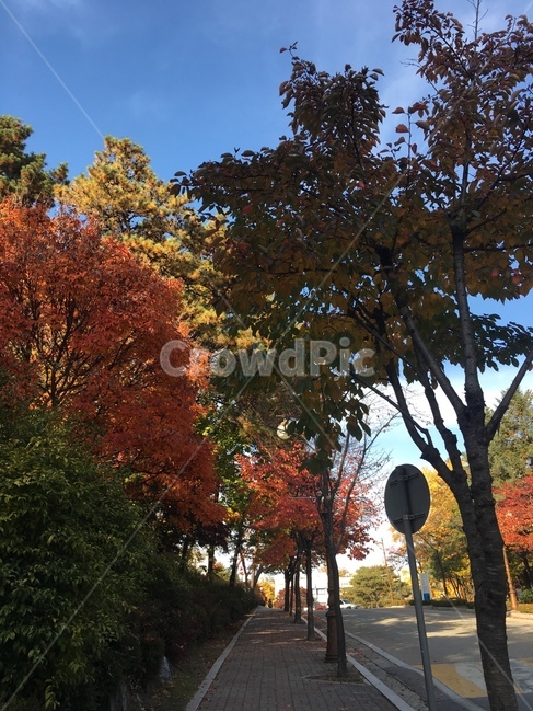 가을,단풍,하늘,대학교,춘천,춘천가을,춘천강원대,강원대학교,강원대,오르막길,단풍잎,단풍나무,가을하늘