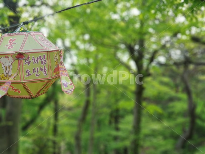 부처님오신날,힐링,소나무숲,숲,등