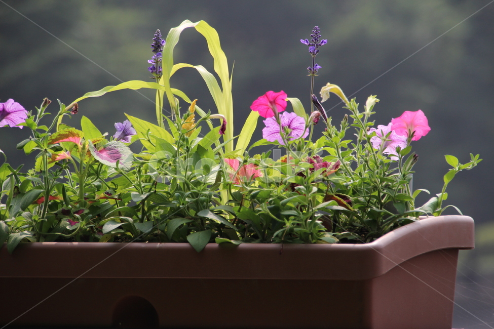 꽃,나팔꽃,식물,화분,blossom,flower,배경흐림,정원,여름,식물,자연,plants,nature,꽃,flower