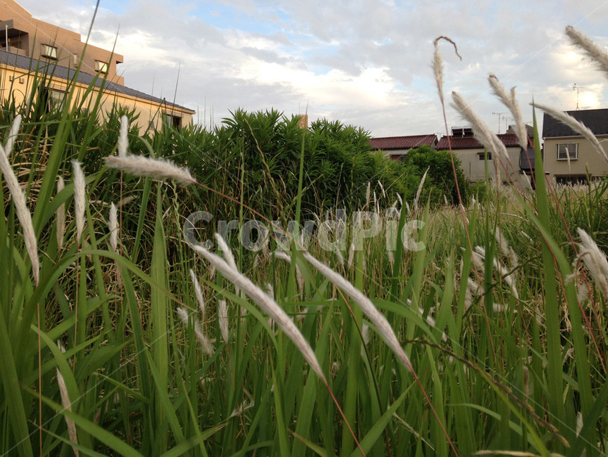 plant,갈대,억새,commonreed,풀
