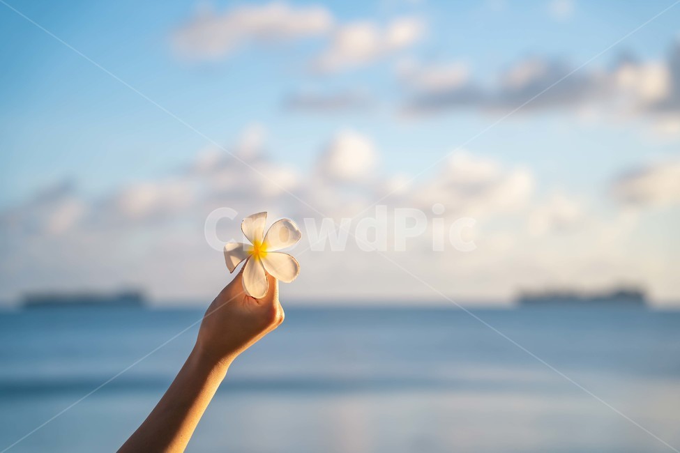 바닷가,꽃,꽃잎,꽃송이,flower,bloom,petal,사람,인물,인간,human,person,신체일부,몸,body