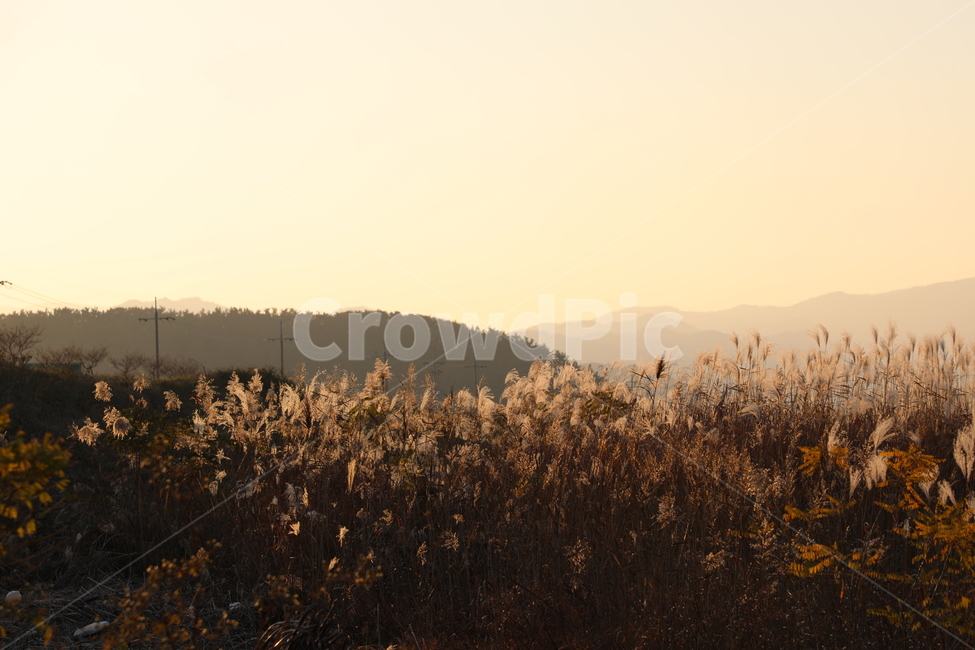 시골,가을하늘,가을,자연,노을,가을,계절,fall,autumn,season,자연,풍경,nature,landscape,grass,잔디,plant,식물,lawn,reed,갈대
