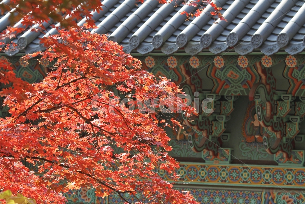 기와지붕,단풍,가을,기와,단풍잎,단풍나무,감성사진,가을,계절,fall,autumn,season,한국전통,한국문화,korean traditional,korean culture,식물,자연,plants,nature,나무,trees,wood,plant,tree