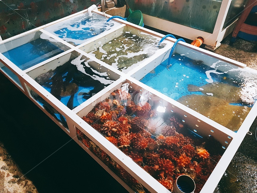 멍게,해산물,회,바다,어촌
