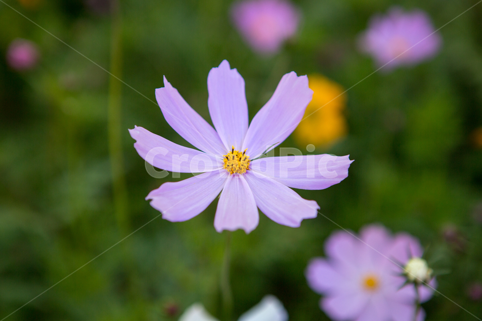 코스모스,가을,감성,계절,식물,자연,nature,plants,cosmos,가을,계절,fall,autumn,season,식물,자연,plants,nature,꽃,flower,plant,blossom,daisy,데이지,daisies