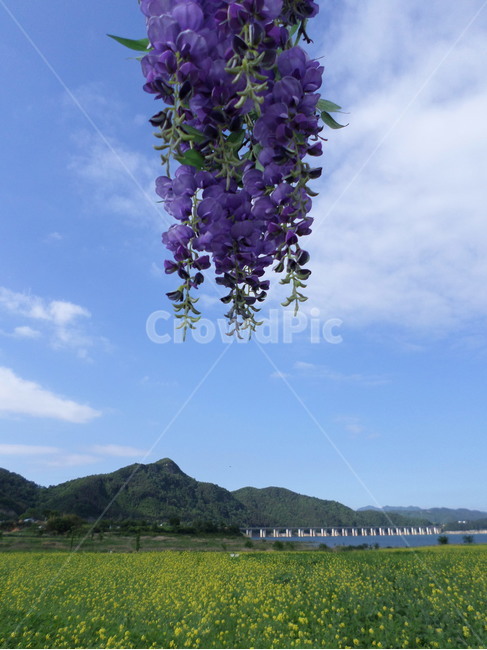 전북진안,조화,유채꽃,하늘,금지배넘실마을,유채꽃축제,자연,풍경,nature,landscape,plant,식물