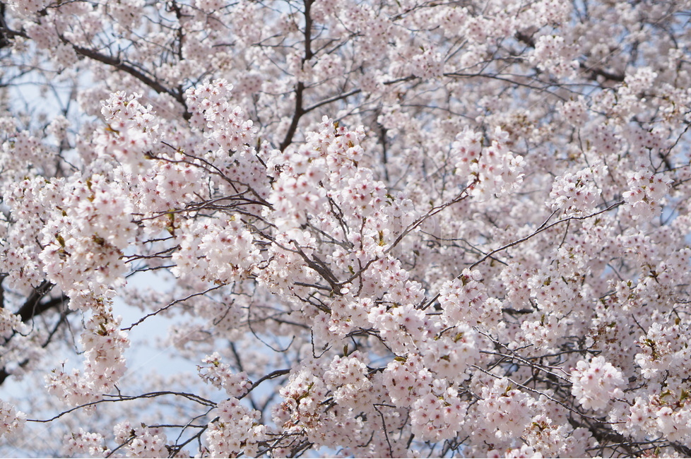 벚꽃,파랑,하늘,구름,풍경,봄,계절,spring,season,식물,자연,plants,nature,꽃,flower,plant,blossom