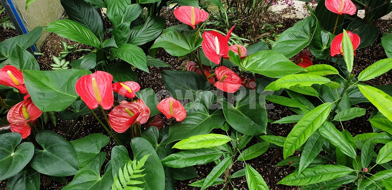 plant,식물,blossom,꽃,flower,anthurium,식물,자연,plants,nature,꽃,flower