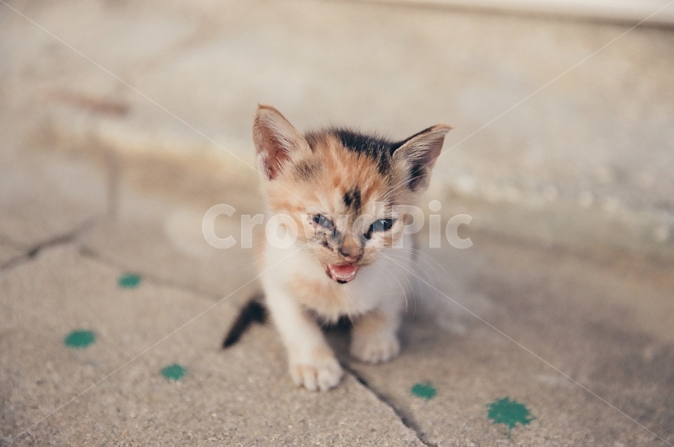 귀여움,야옹,반려동물,cats,mammals,animals,cute,meow,pets,mammal,포유류,cat,고양이,pet,abyssinian,동물,animal,아비시니안,manx,kitten,고양이새끼,동물,animal,포유류,mammal,고양이,cat,kitten,kitty