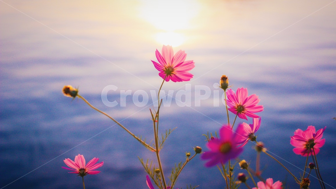 가을,코스모스,꽃,하늘,가을하늘,풍경,감성,가을,계절,fall,autumn,season,식물,자연,plants,nature,꽃,flower,감성,sensible,feeling,색깔,색상,색채,색감,color sense,color sensitivity,feeling of color,plant,blossom,daisy,데이지,daisies