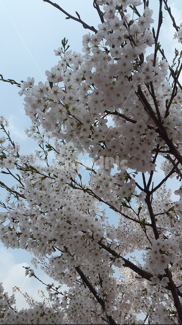봄풍경,봄,벚꽃,자연,꽃나무,봄,계절,spring,season,식물,자연,plants,nature,나무,trees,wood,plant,flower,꽃,blossom