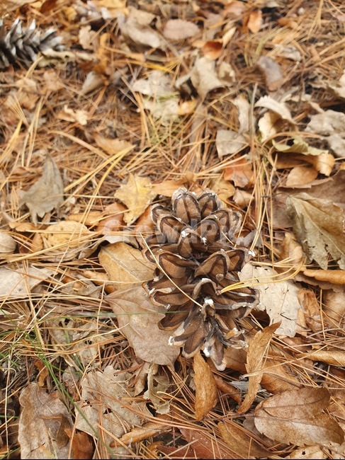 ground,바닥,leaf,잎,plant,식물