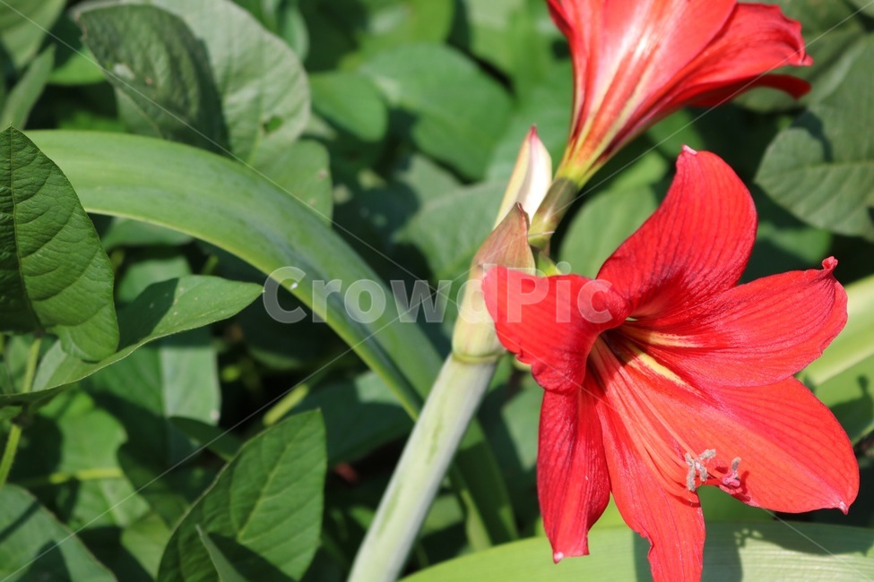 꽃,빨강,노랑,초록,식물,햇빛,그림자,자연,flower,hana,red,aka,yellow,kiiro,green,midori,plants,shokubutsu,sunlight,hizashi,shadow,kage,nature,식물,자연,plants,nature,꽃,flower