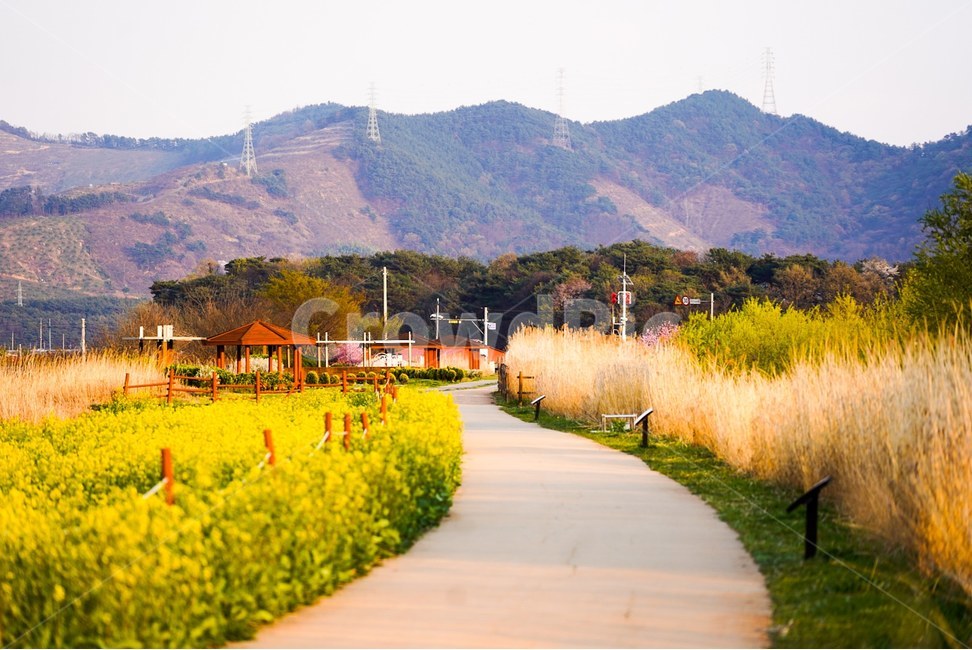 산책로,outdoors,옥외,nature,자연,유채꽃,꽃,갈대