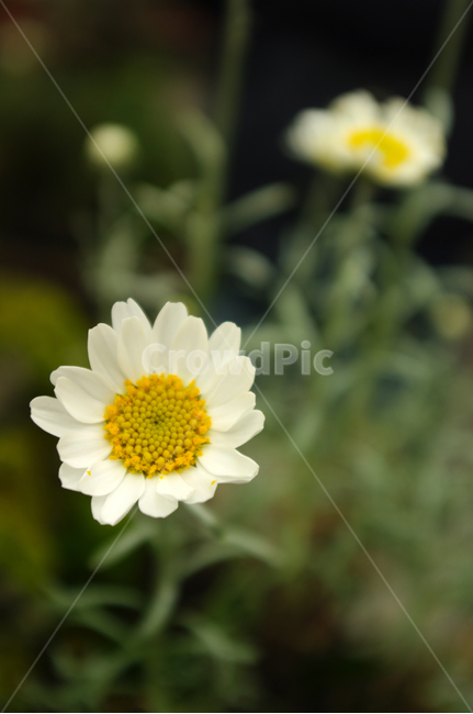 꽃,flower,식물,color,하얀,식물,자연,plants,nature,꽃,flower