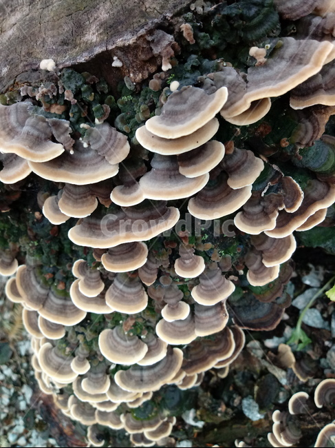 운지버섯,구름버섯,trametesversicolor,구멍장이버섯과,버섯