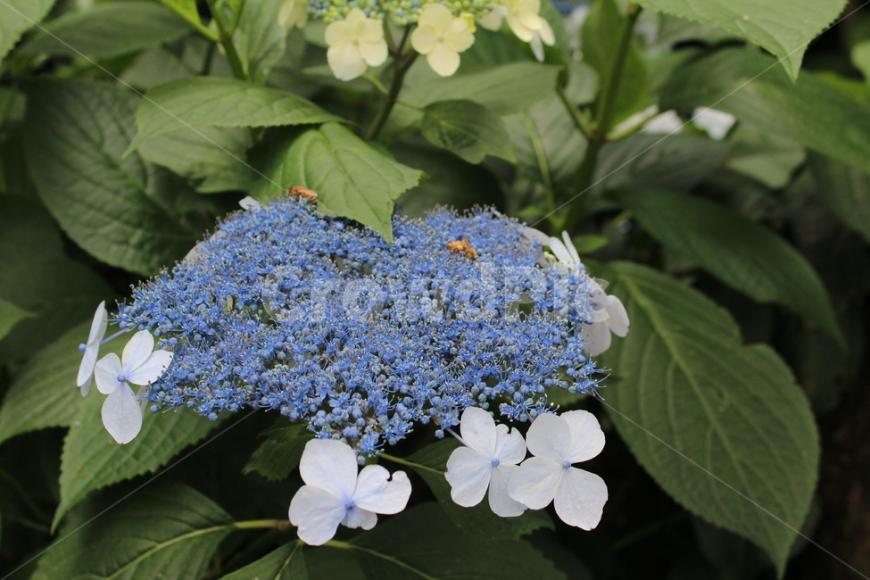 꽃,수국,연꽃,제주도꽃,도깨비,도깨비꽃,축제,6월의꽃,6월,식물,자연,plants,nature,꽃,flower