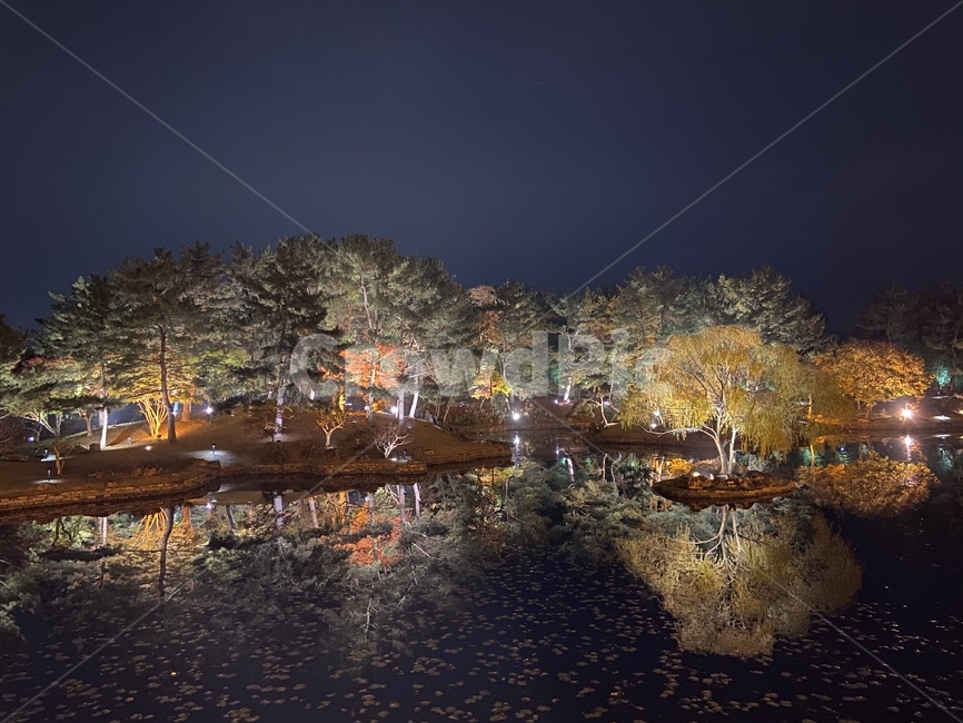 동궁과월지,야경,감성사진,자연,식물,plant,tree,나무,풍경,scenery,outdoors,경치