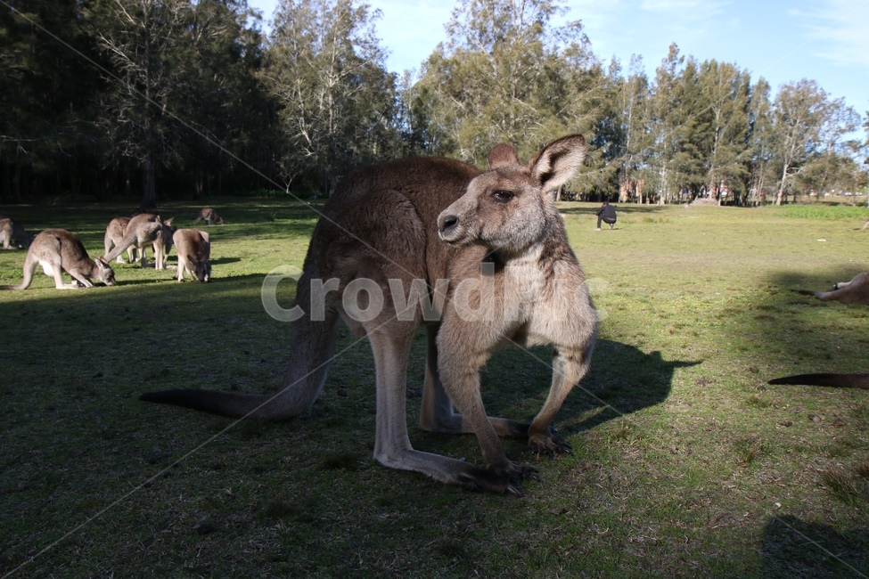 wallaby,왈라비,animal,동물,캥거루,kangaroo,포유류,mammal,힘쎈,바라보는,노려보는,째려보는,싸우는,근육질,무서운,겁나는,초원,호주