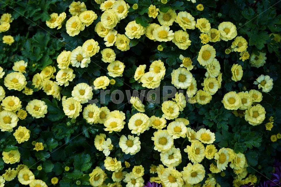 가을,국화,노랑,우아,chrysanthemum,autumn,elegance,fall,yellow,flower,season,smell,bloom,우아함,계절,꽃,floral,nobility,고귀함,향기,가을대표,가을꽃,식물,노랑꽃,꽃봉오리,국화꽃,plant,식물,자연,plants,nature,꽃,flower