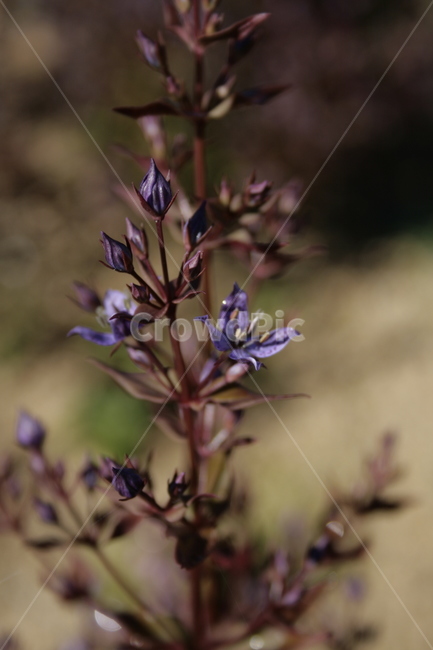 큰잎쓴풀,꽃,flower,식물,plant,식물,자연,plants,nature,꽃,flower