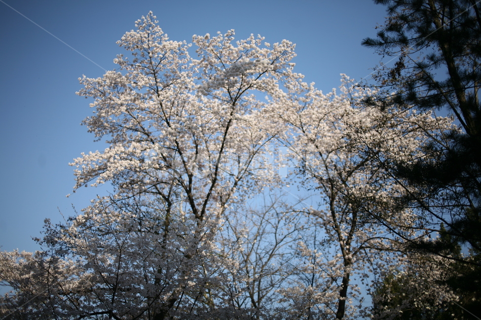 꽃,벚꽃,풍경,나무,tree,cherryblossom,blossom