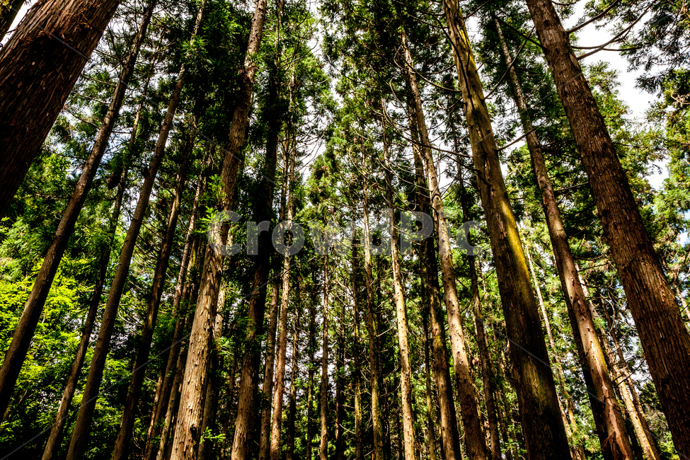 plant,식물,tree,나무,보성,숲,forest,wood,자연,풍경,nature,landscape,식물,plants,나무,trees,wood
