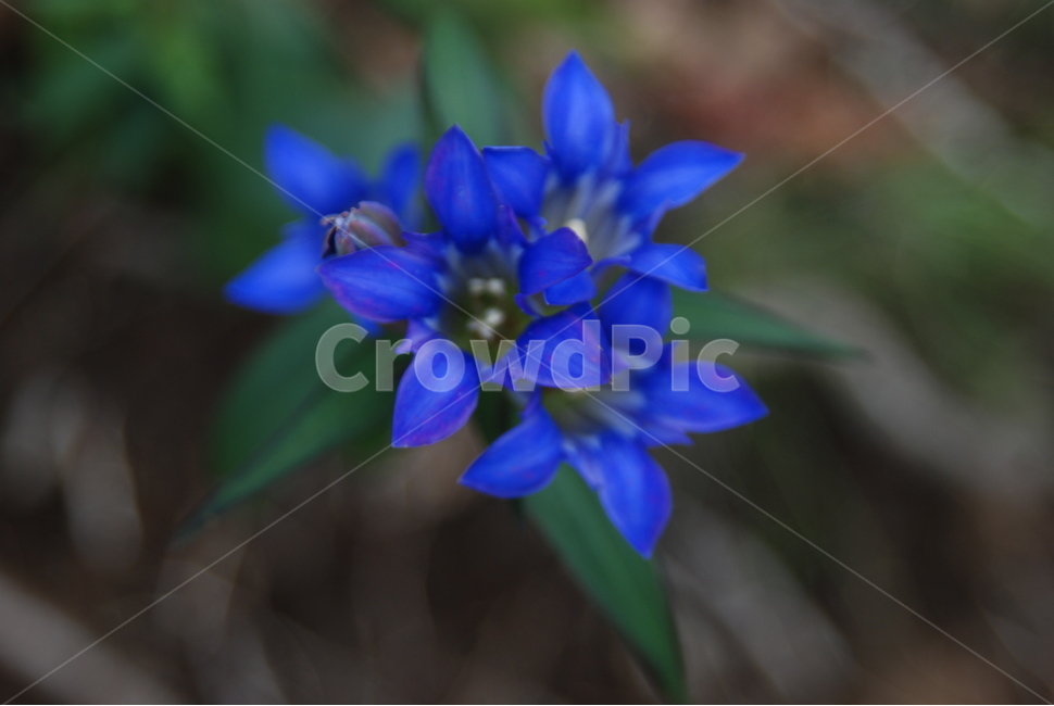 꽃,청색,녹색,식물,가을,식물,자연,plants,nature,꽃,flower
