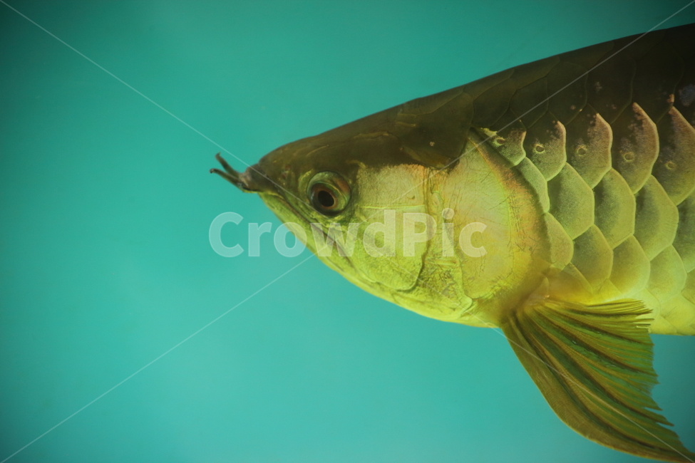 아로아나,아로와나,열대어,물고기,arowana,tropicalfish,동물,animal,어류,물고기,fish