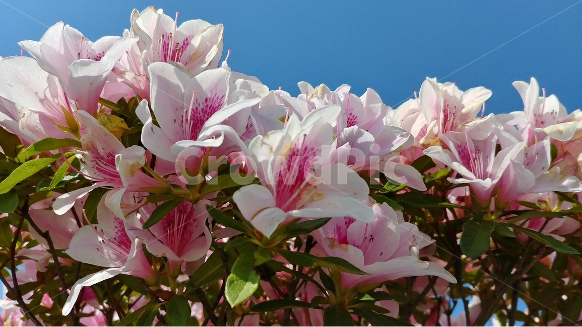 흰꽃,꽃,flower,spring,plants,nature,자연,봄,식물,식물,자연,plants,nature,꽃,flower