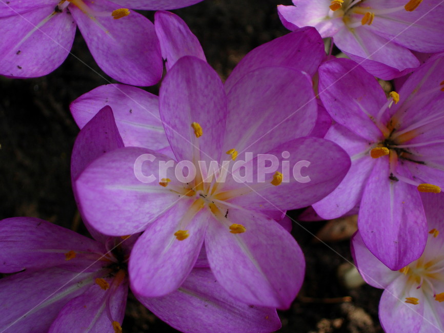 식물,제라늄,꽃,blossom,flower