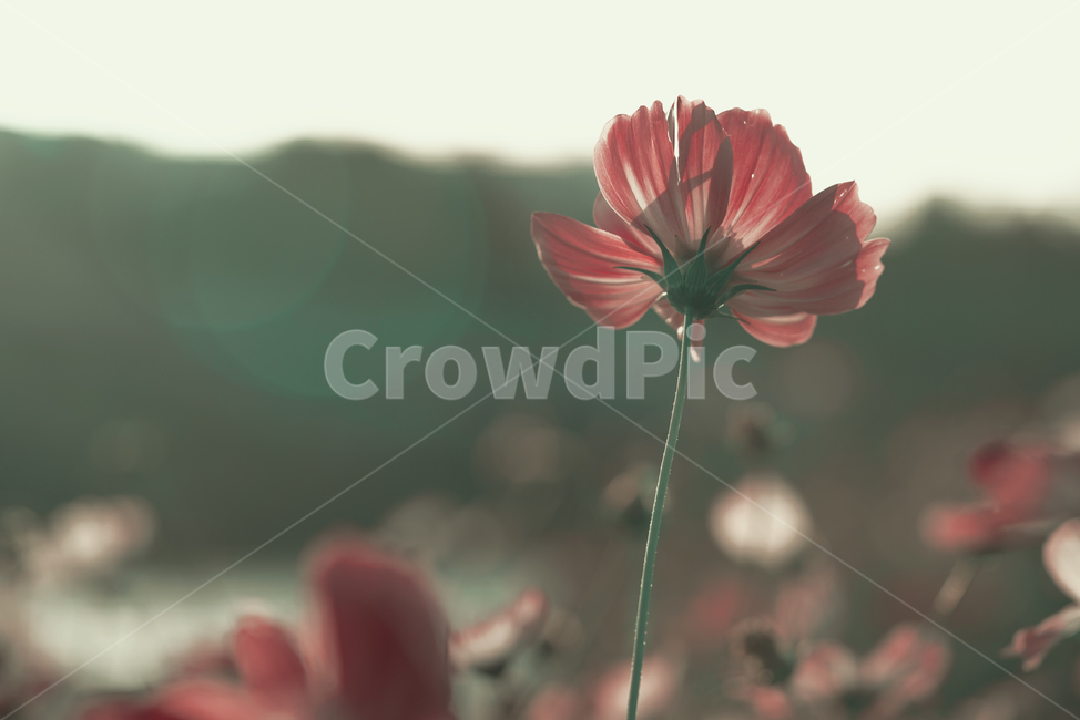 꽃,가을,계절,생명,생물,플라워,flower,코스모스,plant,식물,가을,계절,fall,autumn,season,식물,자연,plants,nature,꽃,flower