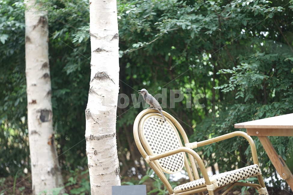 야생동물,새,의자,숲,조류,동물,animal,조류,새,birds,휴식,힐링,rest,relaxation,healing