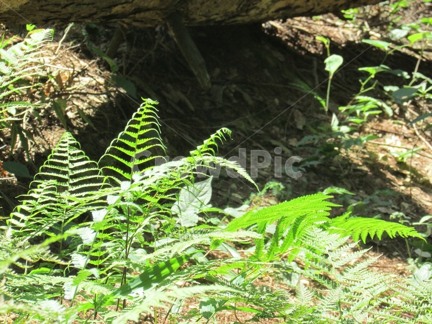 나무,식물,초록,숲,자연,초록색,식물,자연,plants,nature