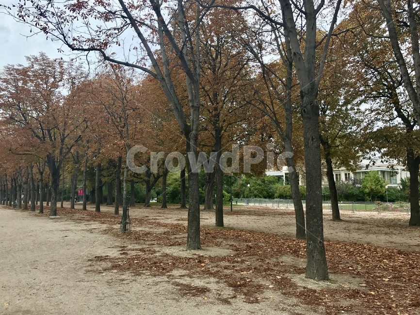 가을,나무,tree,낙엽,공원,가을나무