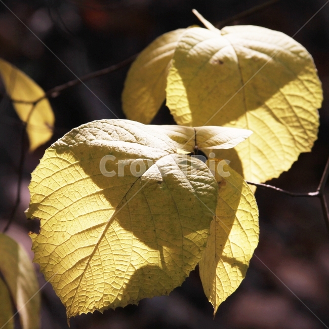 가을사진,단풍잎,감성사진,자연,식물,단풍,가을,계절,fall,autumn,season,식물,자연,plants,nature,veins,정맥