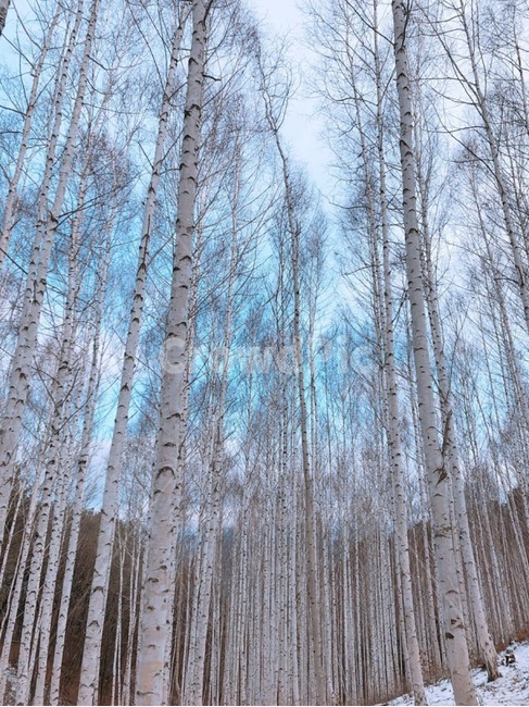 나무,자작나무,겨울,눈,하얀나무,겨울,계절,winter,season,자연,풍경,nature,landscape,tree,plant,식물,land,땅,woodland,삼림지,outdoors,옥외,vegetation,초목,forest,숲,grove,작은 숲