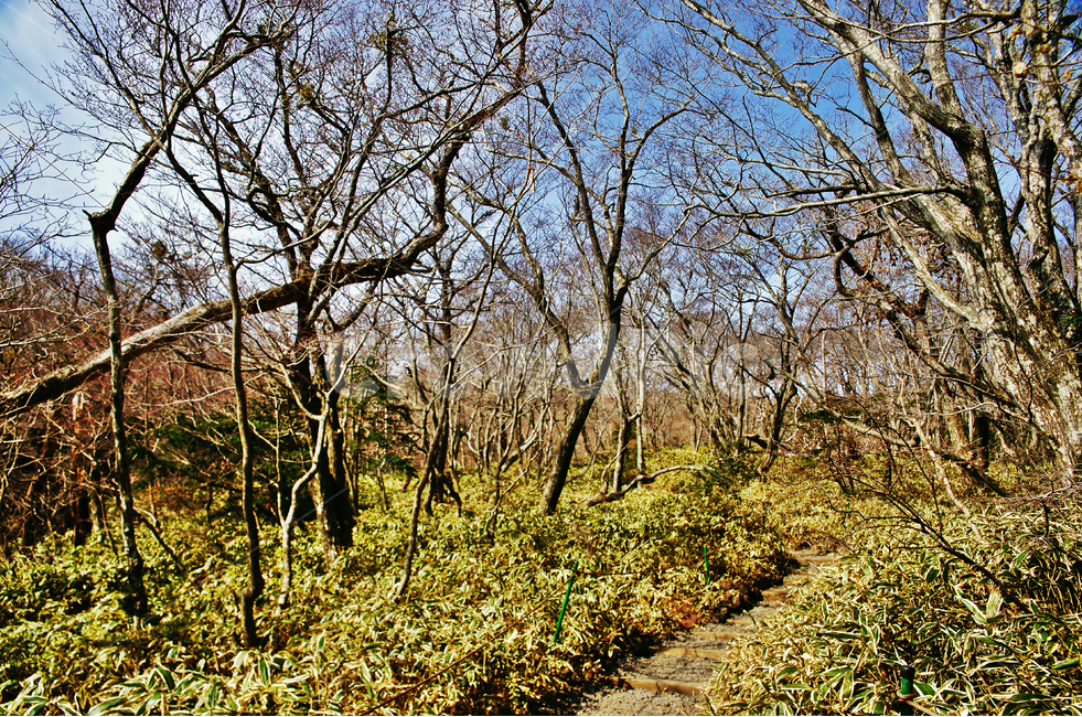 숲,나무,한라산,조릿대,한라산국립공원,제주도,자연,등산,등산객,성판악코스