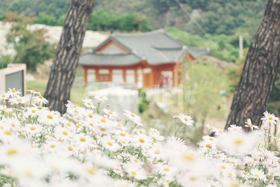 구절초,꽃,flower,감성,자연,nature,옥정호,식물,자연,plants,nature,꽃,flower