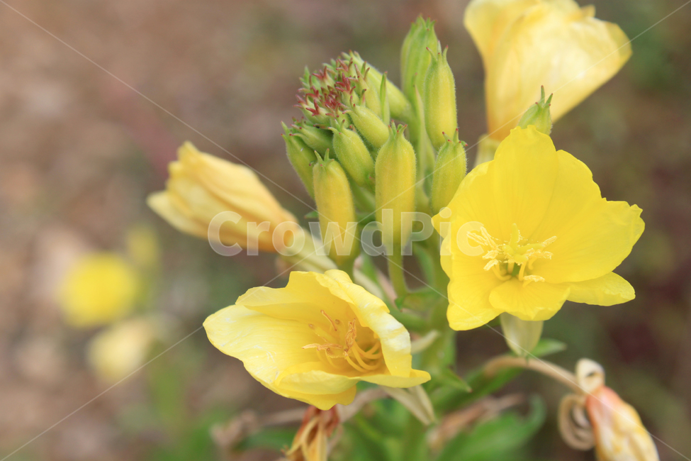 꽃,노란꽃,식물,향기,flower,자연,봄,여름,가을,공원,화단,화분,플라워,노란색,garden,floral,botany,blooming,식물,자연,plants,nature,꽃,flower