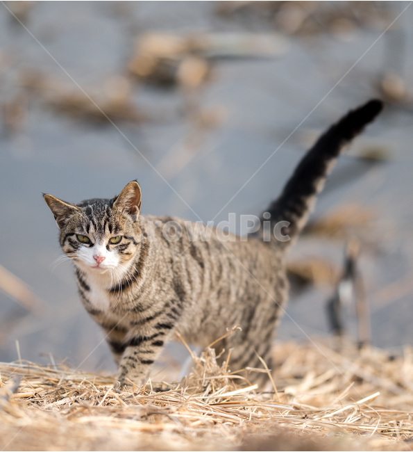 냐옹,냥,고양이,길고양이,귀여움,요염,냥이,동물,animal,포유류,mammal,고양이,cat,kitten,kitty