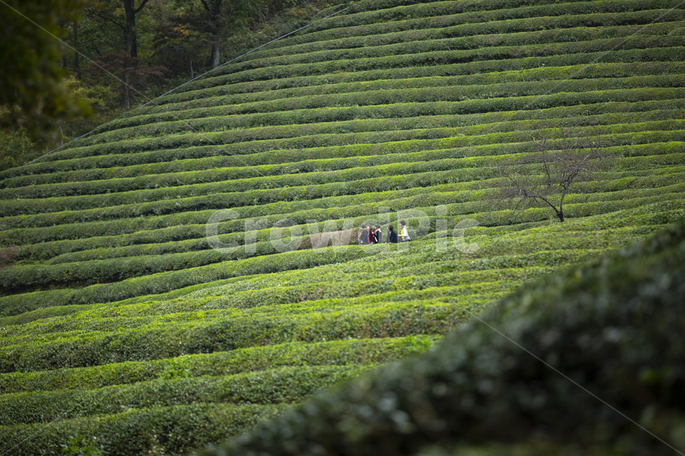 녹차,녹차밭,자연,숲,나무,보성,녹차마을,자연,풍경,nature,landscape,사람들,대중,군중,other people,crowd,outdoors,옥외,field,들,agriculture,농업
