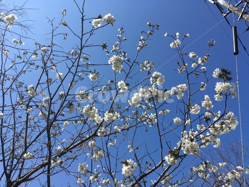 벚꽃,봄꽃,꽃,벚꽃나무,봄,봄,계절,spring,season,plant,식물,blossom,flower