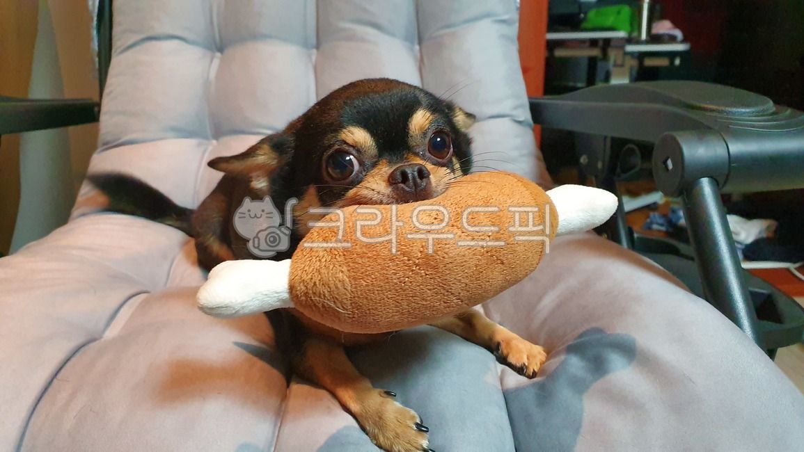 치와와,강아지,귀여움,놀이,반려동물